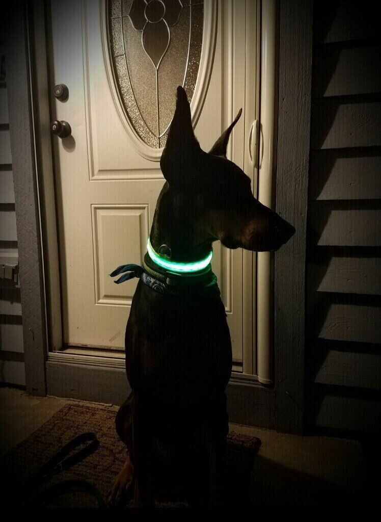 Collier Lumineux Woof&Co